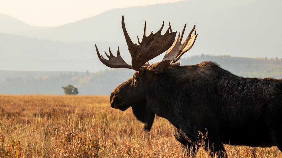 MOOSE Get Control of Your Finances